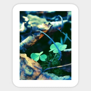 Dead Leaves and Clovers Sticker